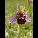 Eine nur in Südspanien und -portugal wachsende Orchidee (wächst auf dem Rasen vor dem Mobilheim)